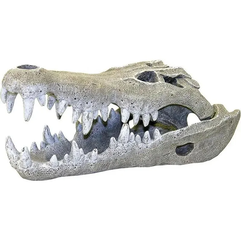 Exotic Environments Nile Crocodile Skull